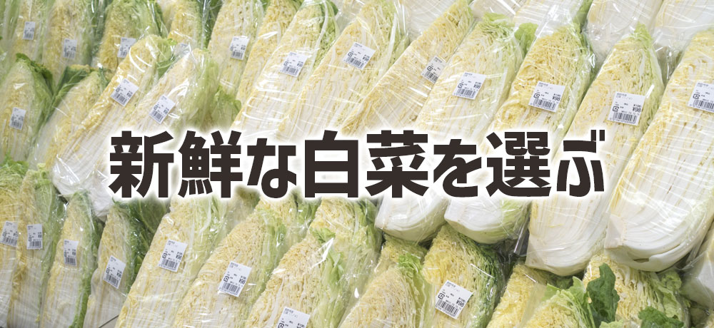新鮮な白菜を選ぶコツ