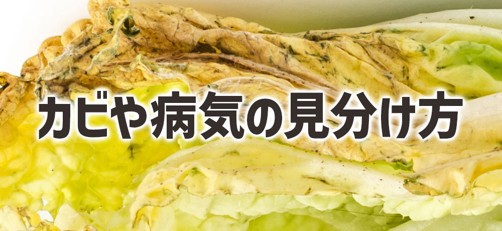 白菜の黒い点とカビや病気の見分け方