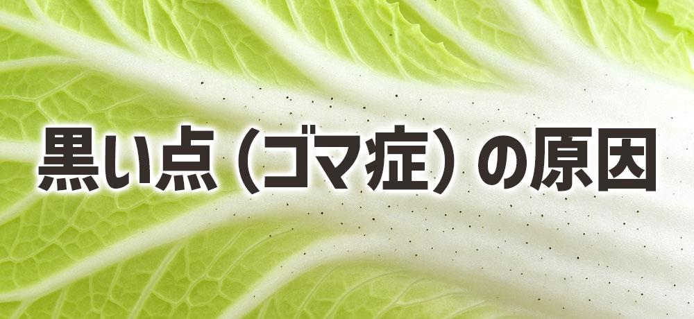 白菜の黒い点(ゴマ症)ができる原因を知っておこう