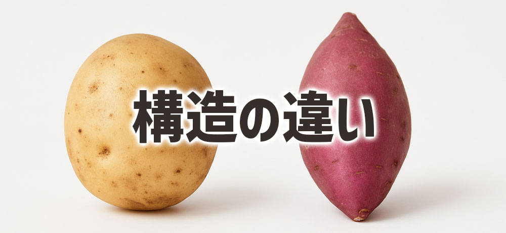 ジャガイモとサツマイモの構造の違い