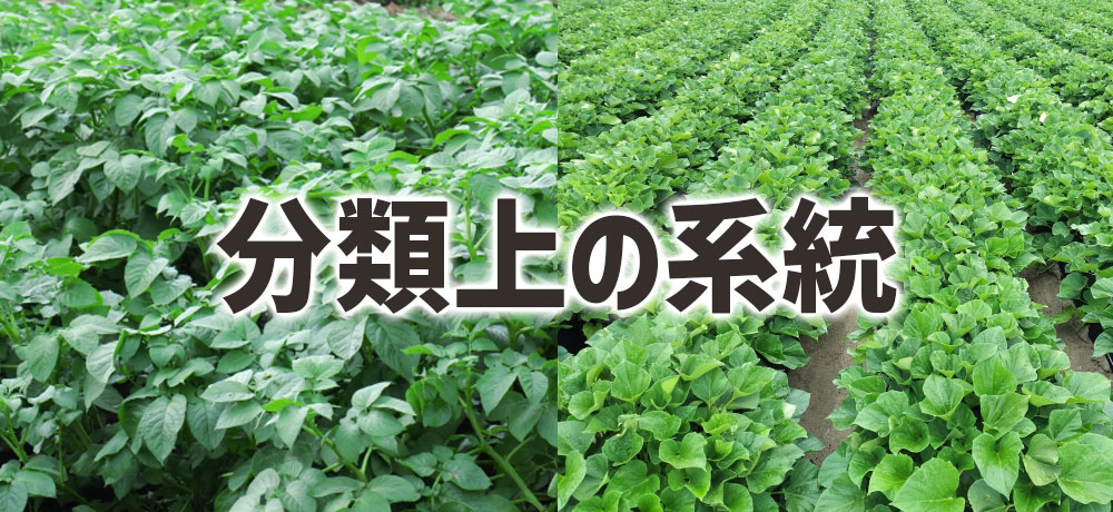 ジャガイモとサツマイモの分類上の系統と花の特徴