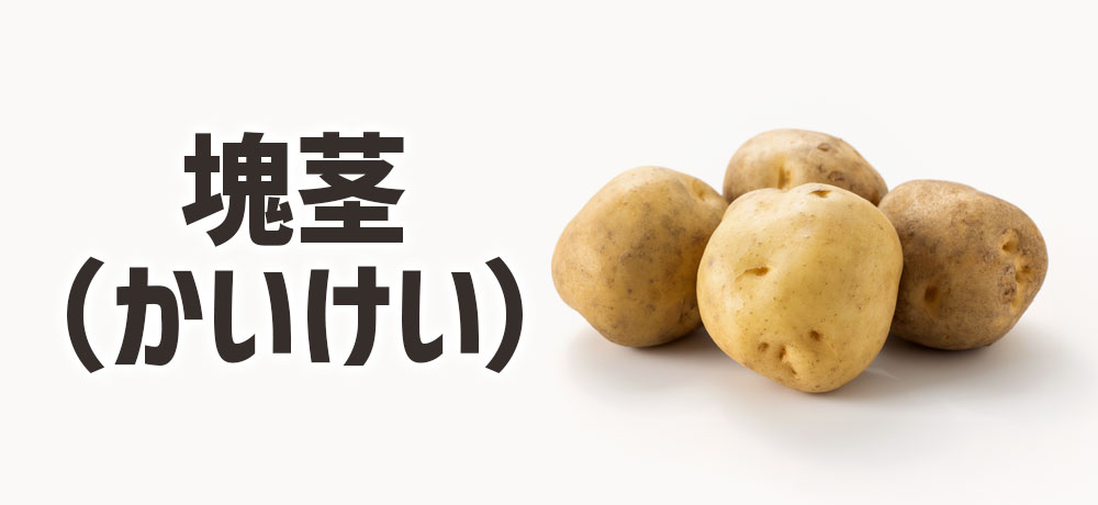 ジャガイモは“茎の肥大”でできた塊茎(かいけい)