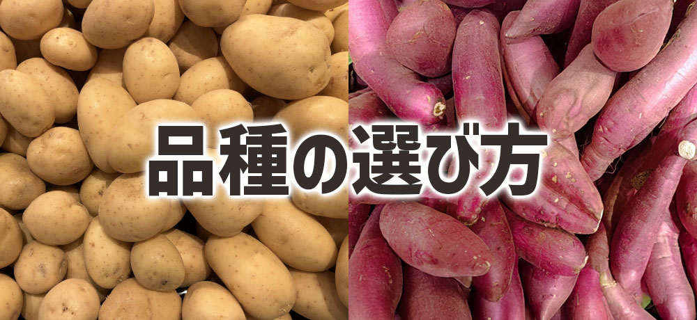 ジャガイモとサツマイモの品種の選び方