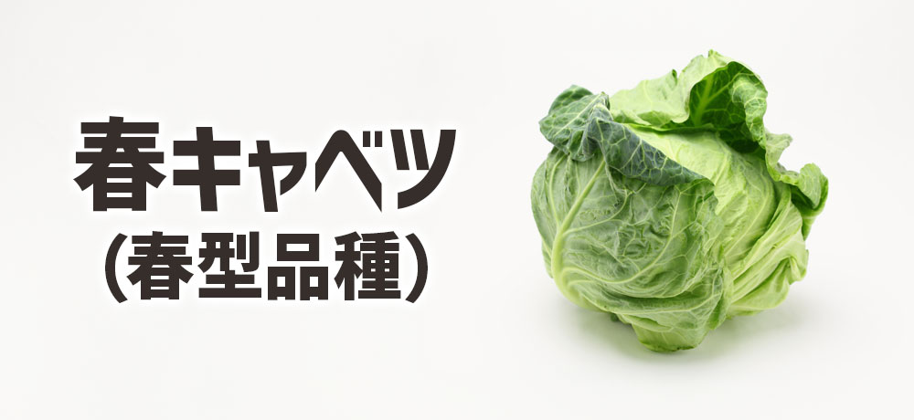 春キャベツの主な品種