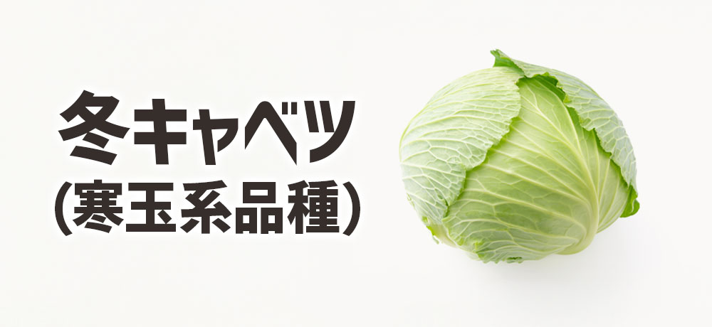 冬キャベツの主な品種