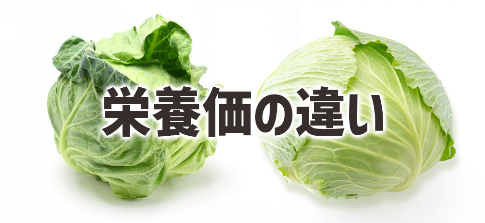 春キャベツと冬キャベツの栄養価の違い