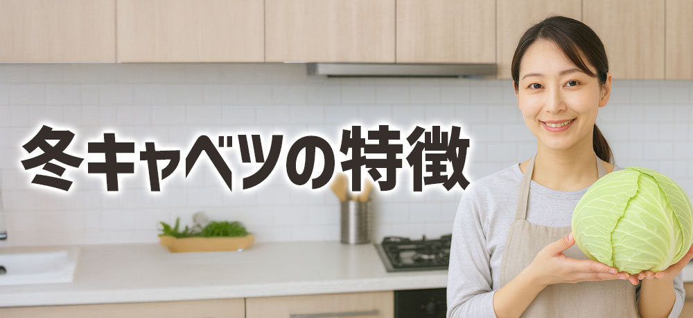 冬キャベツの特徴