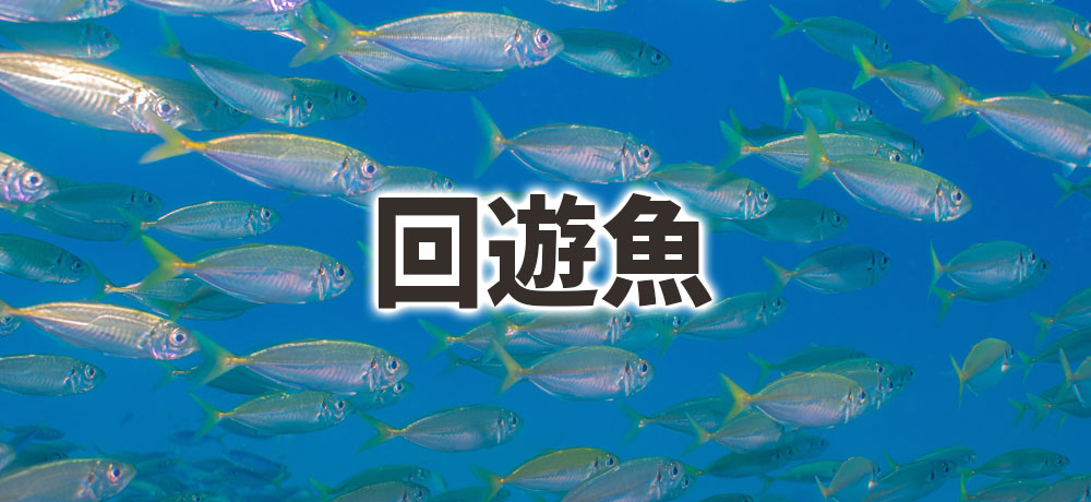 回遊魚の生態と寄生傾向
