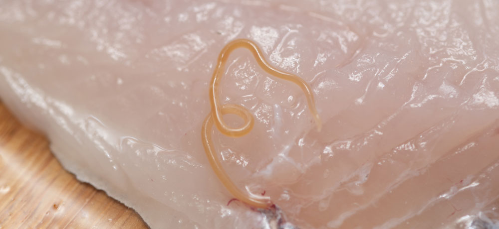 アニサキスが内臓から筋肉への移動するメカニズム