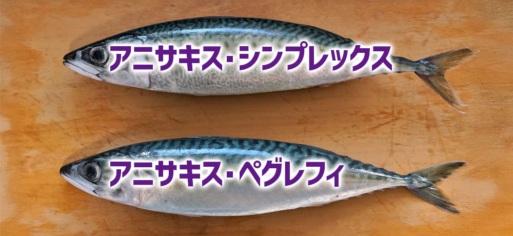 アニサキスの種類