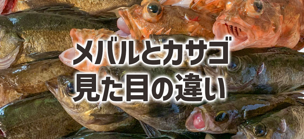 メバルとカサゴの見た目の違い