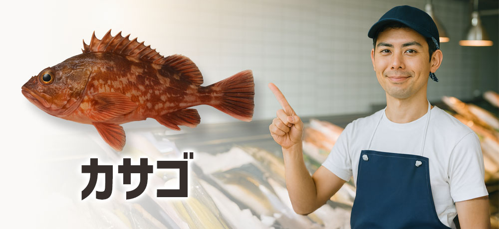 カサゴってどんな魚？