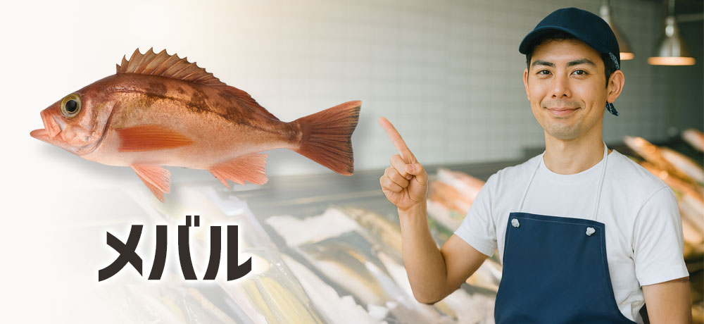 メバルってどんな魚？