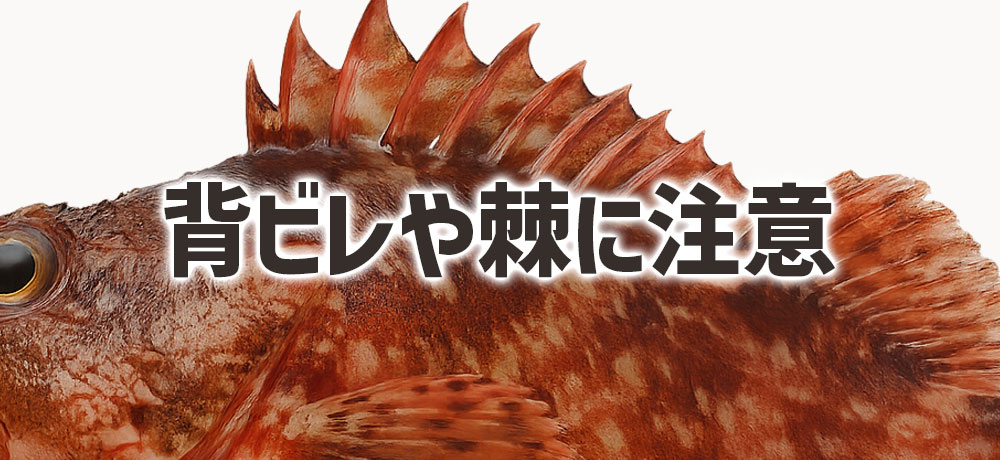 メバルとカサゴは背ビレや棘（とげ）に注意
