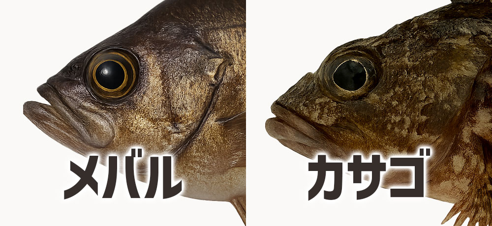 目・口まわりの形状の違いで判断する方法