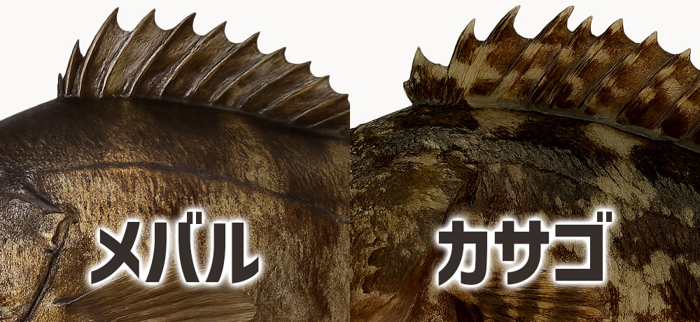 魚体と背ビレ・棘（とげ）の違いで見分ける