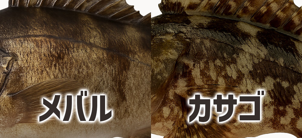 魚体の色・模様・体高の違いで見分ける