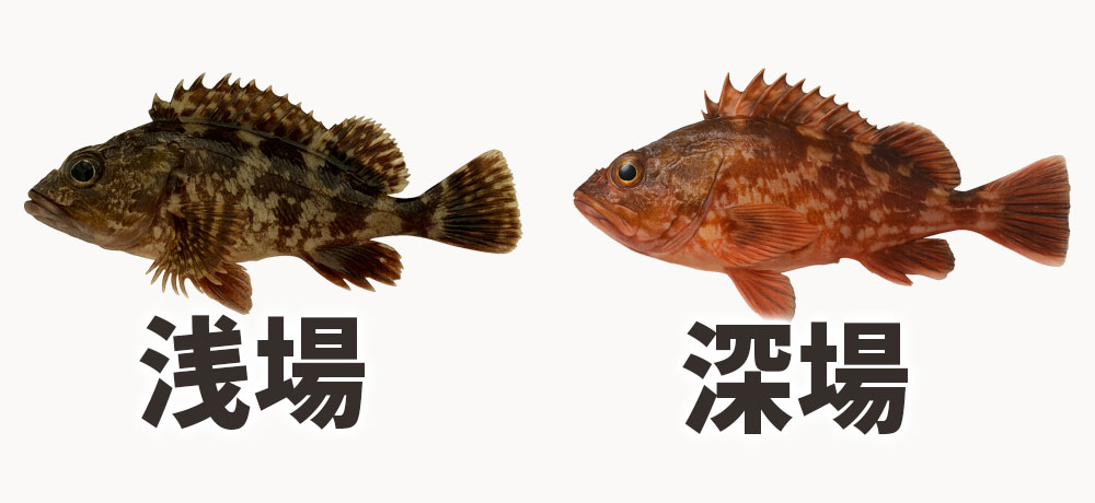浅場のカサゴは褐色がかっていますが、深場に棲むカサゴほど鮮やかな赤色