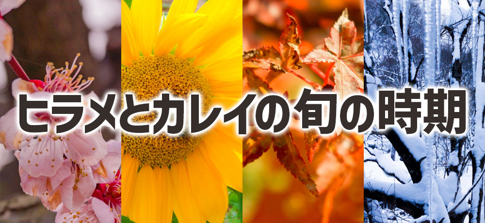 ヒラメとカレイの旬をチェック
