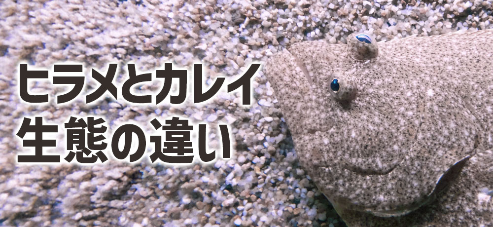 顔つきでわかるヒラメとカレイの生態の違い
