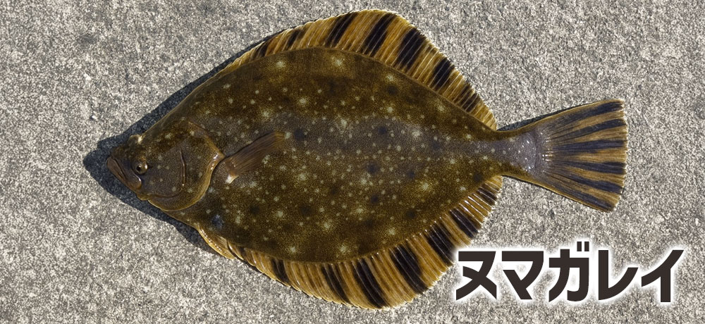 ヌマガレイ(カレイ科の一種)は左向き(頭が左側)