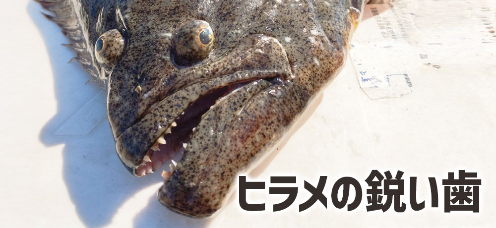 ヒラメの大きな口と鋭い歯が示す“フィッシュイーター”