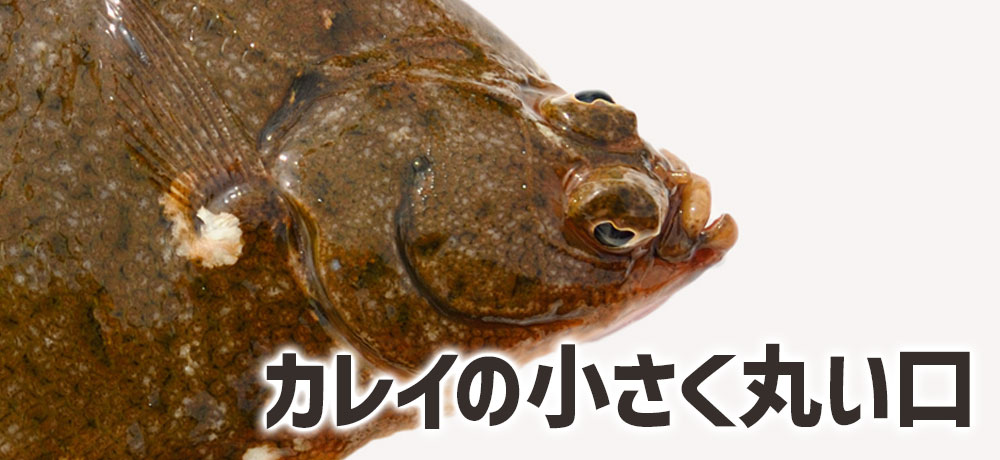 カレイの小さく丸い口が表す“底に潜るゆったり型”の捕食法