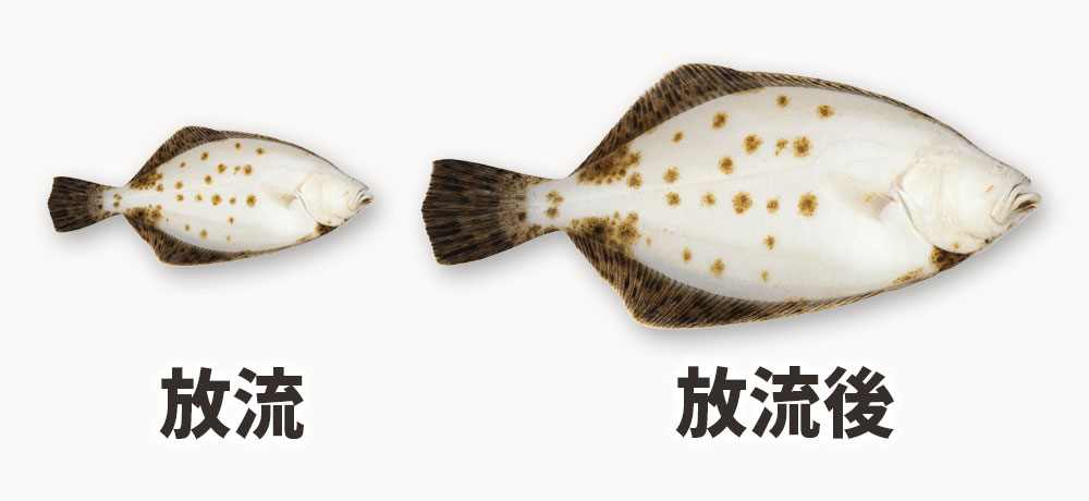 ヒラメとカレイの栽培漁業に見る放流後の“模様の残り”