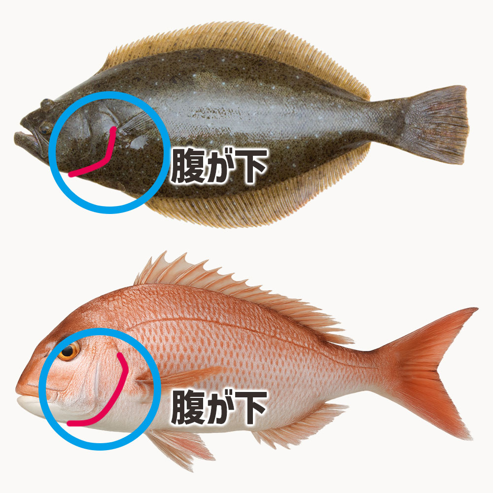 エラの切れ込みが下にくるようにする