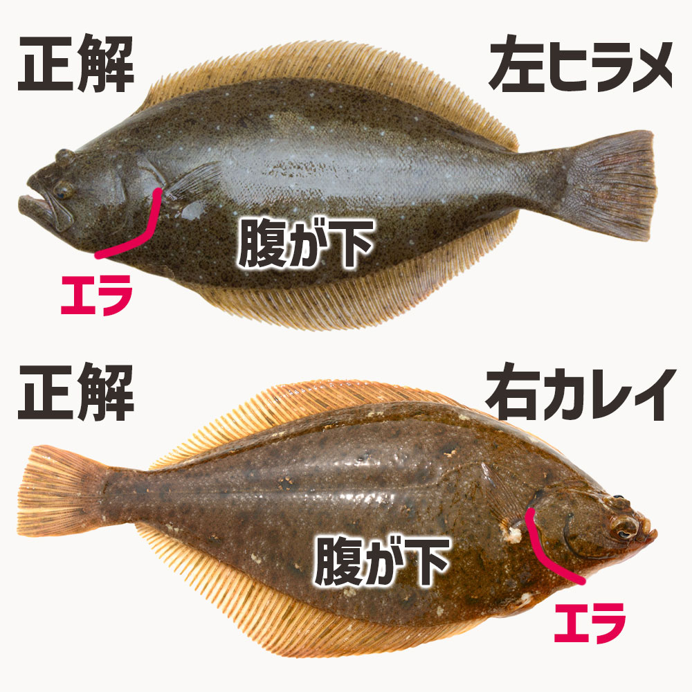 エラの切れ込みが下