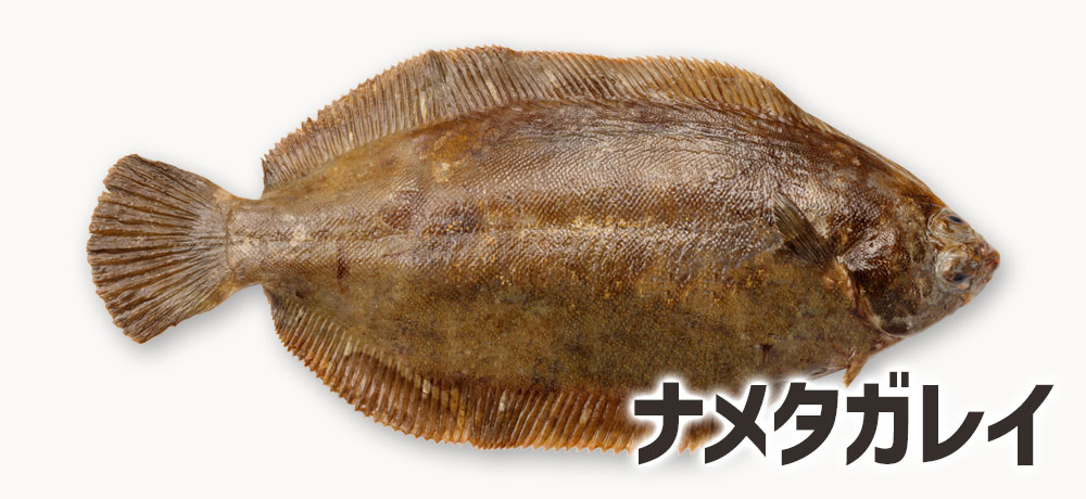 ナメタガレイ(別名ババガレイ)