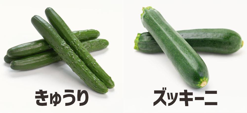 見た目はそっくり!きゅうりはズッキーニの仲間?