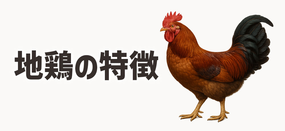 地鶏の特徴と条件