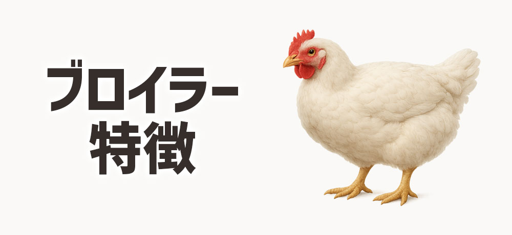 ブロイラーの特徴と条件