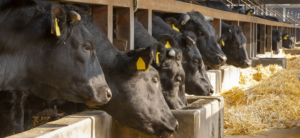 国産牛と輸入牛の飼育方法の違い