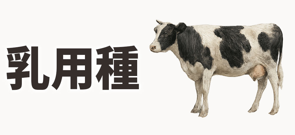 乳用種