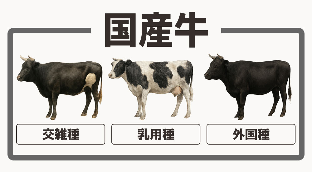 一般的に国産牛と呼ばれているものは、「乳用種」「交雑種」「外国種」です。