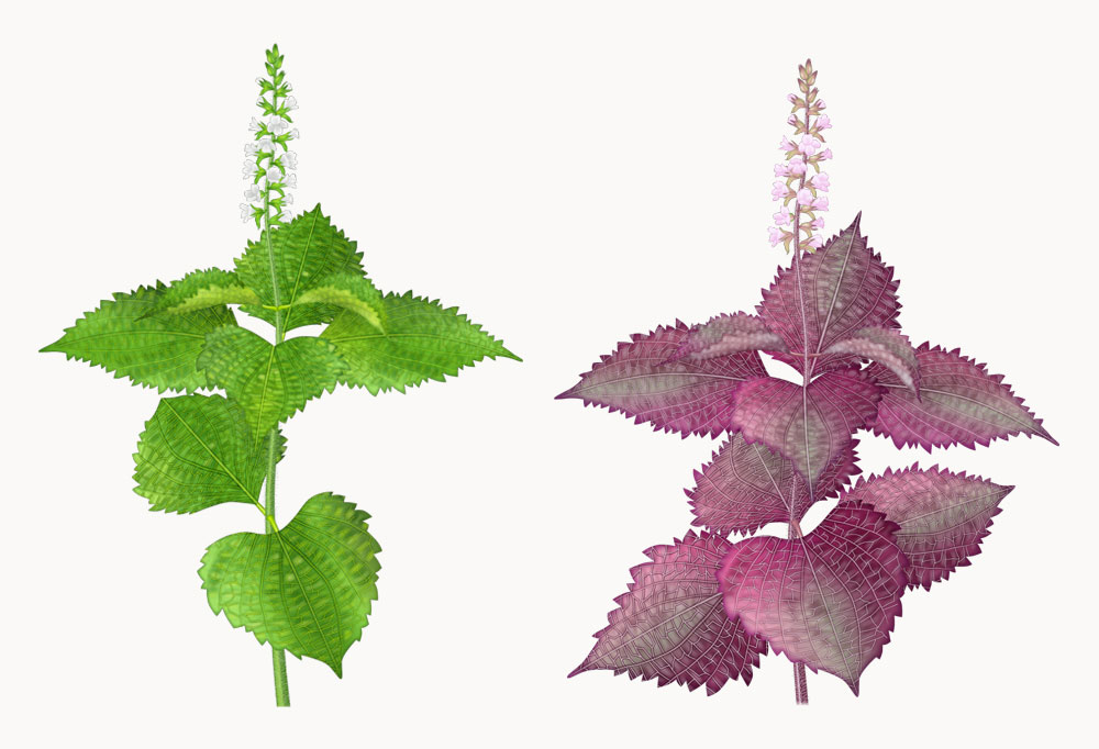 しそは赤じそ・青じそ・芽じそなどの総称