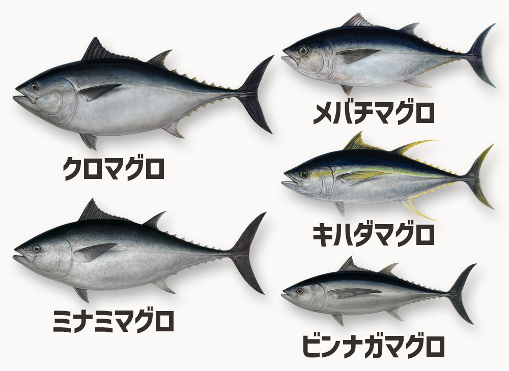 マグロの種類と基本情報