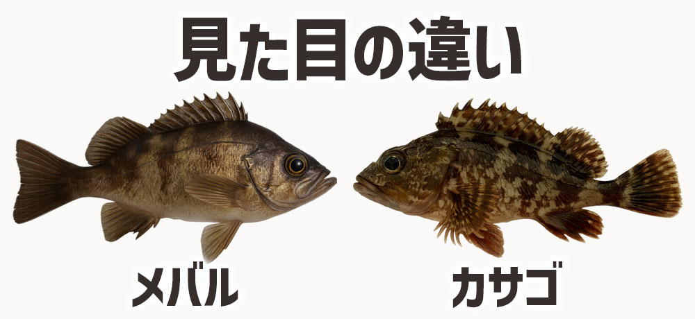 メバルとカサゴの見た目の違い