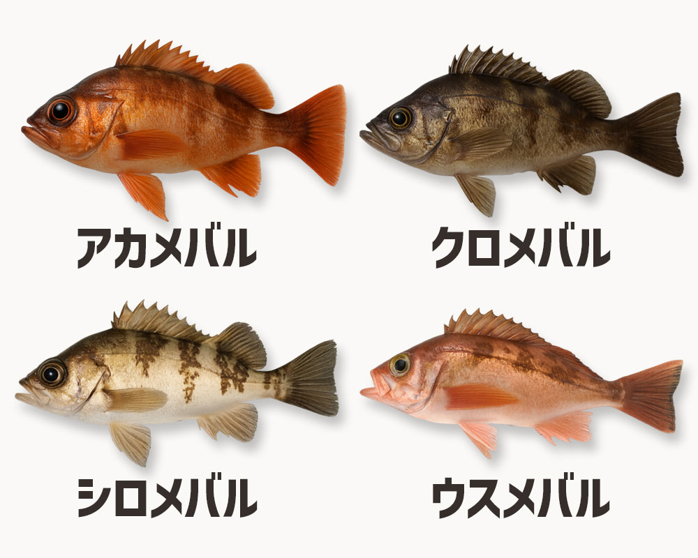 アカメバル・クロメバル・シロメバルの3種＋ウスメバル