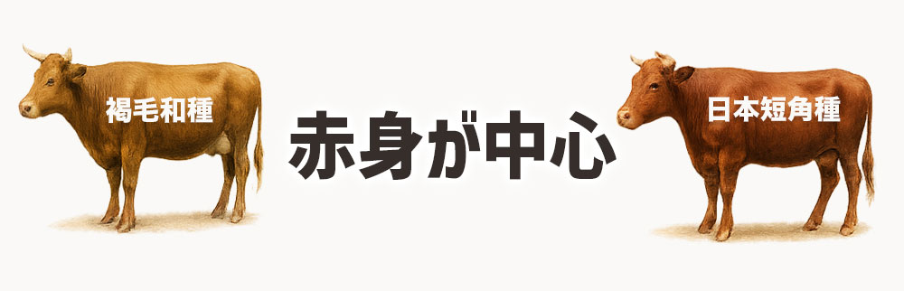 褐毛和種や短角牛は赤身が中心