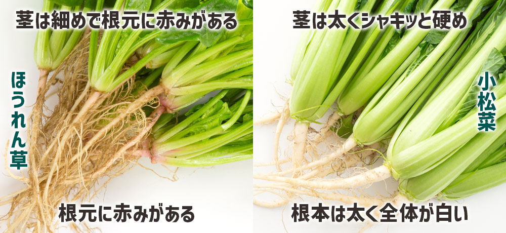 葉、茎、根元の見た目で見分けるポイント