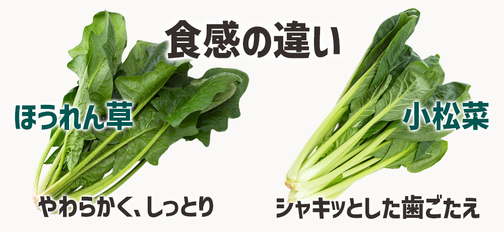 ほうれん草と小松菜の食感の違い