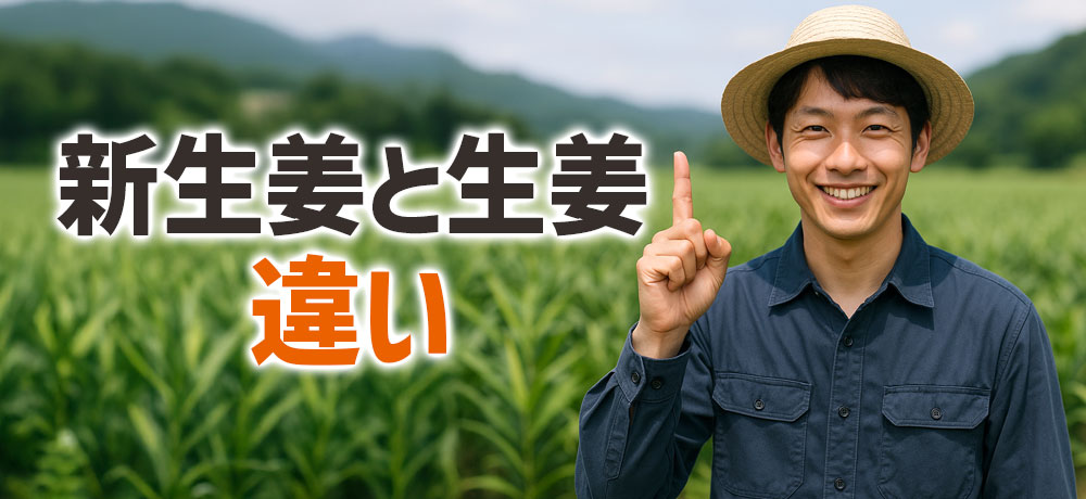 新生姜と生姜の違いをやさしく解説