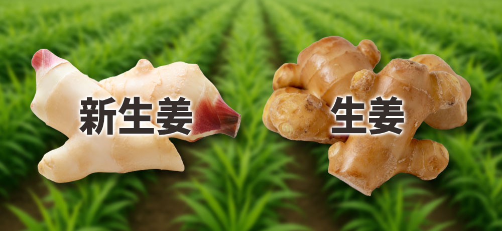 新生姜と生姜の基本情報