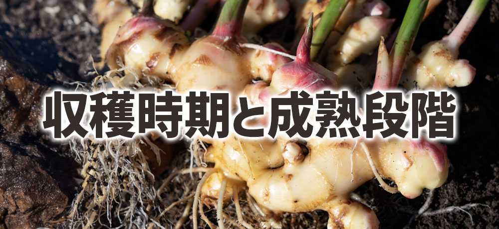 収穫時期と成熟段階の違い