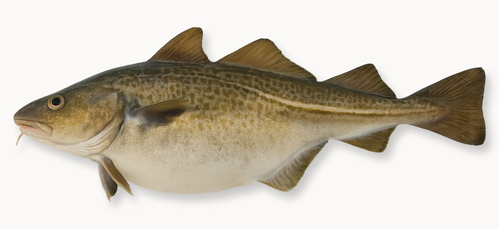 魚全体から白子の良否を見極める