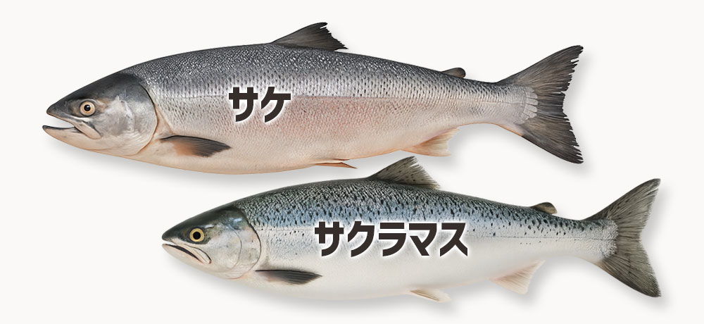 鮭・マス系の魚卵(イクラ・筋子・ますこ)