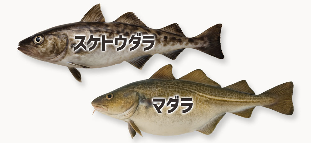 タラ系の魚卵(たらこ・明太子・マダラの真子)